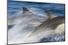 Long-Beaked Common Dolphin Porpoising at Speed-null-Mounted Photographic Print