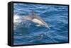 Long-Beaked Common Dolphin Porpoising-null-Framed Stretched Canvas