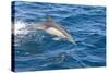 Long-Beaked Common Dolphin Porpoising-null-Stretched Canvas