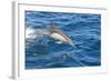 Long-Beaked Common Dolphin Porpoising-null-Framed Photographic Print