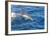 Long-Beaked Common Dolphin Porpoising-null-Framed Photographic Print