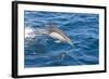 Long-Beaked Common Dolphin Porpoising-null-Framed Photographic Print