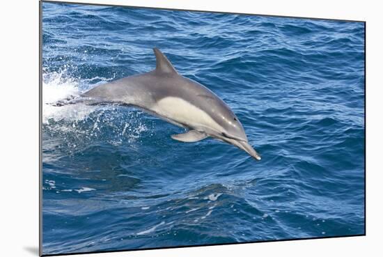 Long-Beaked Common Dolphin Porpoising-null-Mounted Photographic Print