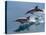 Long-beaked common dolphins (Delphinus capensis), leaping, Isla San Pedro Esteban-Michael Nolan-Stretched Canvas