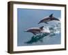 Long-beaked common dolphins (Delphinus capensis), leaping, Isla San Pedro Esteban-Michael Nolan-Framed Photographic Print