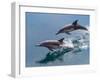 Long-beaked common dolphins (Delphinus capensis), leaping, Isla San Pedro Esteban-Michael Nolan-Framed Photographic Print
