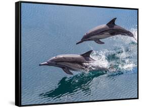 Long-beaked common dolphins (Delphinus capensis), leaping, Isla San Pedro Esteban-Michael Nolan-Framed Stretched Canvas