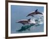 Long-beaked common dolphins (Delphinus capensis), leaping, Isla San Pedro Esteban-Michael Nolan-Framed Photographic Print