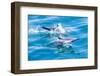 Long-beaked common dolphins (Delphinus capensis), off Isla San Marcos, Baja California Sur, Mexico-Michael Nolan-Framed Photographic Print