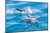 Long-beaked common dolphins (Delphinus capensis), off Isla San Marcos, Baja California Sur, Mexico-Michael Nolan-Mounted Photographic Print