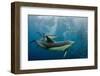 Long-beaked common dolphins feeding, South Africa-Pete Oxford-Framed Photographic Print