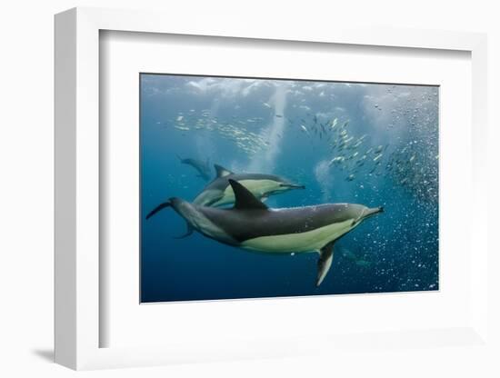 Long-beaked common dolphins feeding, South Africa-Pete Oxford-Framed Photographic Print