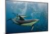Long-beaked common dolphins feeding, South Africa-Pete Oxford-Mounted Photographic Print