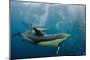 Long-beaked common dolphins feeding, South Africa-Pete Oxford-Mounted Photographic Print