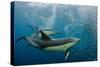 Long-beaked common dolphins feeding, South Africa-Pete Oxford-Stretched Canvas