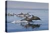 Long-Beaked Common Dolphins, Isla San Esteban, Gulf of California (Sea of Cortez), Mexico-Michael Nolan-Stretched Canvas