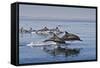 Long-Beaked Common Dolphins, Isla San Esteban, Gulf of California (Sea of Cortez), Mexico-Michael Nolan-Framed Stretched Canvas