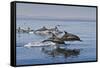 Long-Beaked Common Dolphins, Isla San Esteban, Gulf of California (Sea of Cortez), Mexico-Michael Nolan-Framed Stretched Canvas