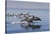 Long-Beaked Common Dolphins, Isla San Esteban, Gulf of California (Sea of Cortez), Mexico-Michael Nolan-Stretched Canvas