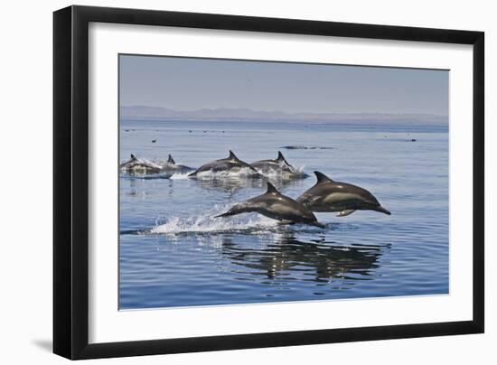 Long-Beaked Common Dolphins, Isla San Esteban, Gulf of California (Sea of Cortez), Mexico-Michael Nolan-Framed Photographic Print