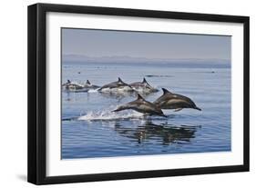 Long-Beaked Common Dolphins, Isla San Esteban, Gulf of California (Sea of Cortez), Mexico-Michael Nolan-Framed Photographic Print