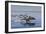 Long-Beaked Common Dolphins, Isla San Esteban, Gulf of California (Sea of Cortez), Mexico-Michael Nolan-Framed Photographic Print