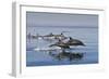 Long-Beaked Common Dolphins, Isla San Esteban, Gulf of California (Sea of Cortez), Mexico-Michael Nolan-Framed Photographic Print