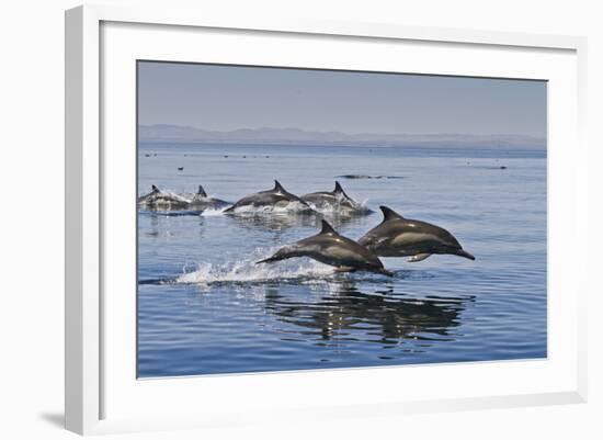 Long-Beaked Common Dolphins, Isla San Esteban, Gulf of California (Sea of Cortez), Mexico-Michael Nolan-Framed Photographic Print