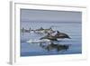 Long-Beaked Common Dolphins, Isla San Esteban, Gulf of California (Sea of Cortez), Mexico-Michael Nolan-Framed Photographic Print