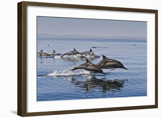 Long-Beaked Common Dolphins, Isla San Esteban, Gulf of California (Sea of Cortez), Mexico-Michael Nolan-Framed Photographic Print