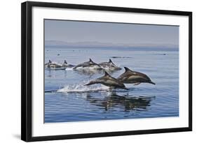 Long-Beaked Common Dolphins, Isla San Esteban, Gulf of California (Sea of Cortez), Mexico-Michael Nolan-Framed Photographic Print