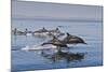Long-Beaked Common Dolphins, Isla San Esteban, Gulf of California (Sea of Cortez), Mexico-Michael Nolan-Mounted Photographic Print