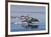 Long-Beaked Common Dolphins, Isla San Esteban, Gulf of California (Sea of Cortez), Mexico-Michael Nolan-Framed Photographic Print