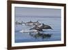 Long-Beaked Common Dolphins, Isla San Esteban, Gulf of California (Sea of Cortez), Mexico-Michael Nolan-Framed Photographic Print