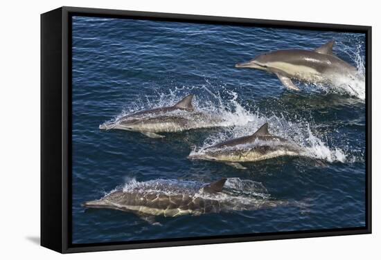 Long-Beaked Common Dolphins, Isla San Esteban, Gulf of California (Sea of Cortez), Mexico-Michael Nolan-Framed Stretched Canvas