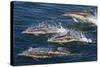 Long-Beaked Common Dolphins, Isla San Esteban, Gulf of California (Sea of Cortez), Mexico-Michael Nolan-Stretched Canvas