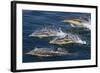 Long-Beaked Common Dolphins, Isla San Esteban, Gulf of California (Sea of Cortez), Mexico-Michael Nolan-Framed Photographic Print