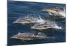 Long-Beaked Common Dolphins, Isla San Esteban, Gulf of California (Sea of Cortez), Mexico-Michael Nolan-Mounted Photographic Print