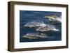 Long-Beaked Common Dolphins, Isla San Esteban, Gulf of California (Sea of Cortez), Mexico-Michael Nolan-Framed Photographic Print