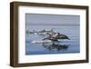 Long-Beaked Common Dolphins, Isla San Esteban, Gulf of California (Sea of Cortez), Mexico-Michael Nolan-Framed Photographic Print