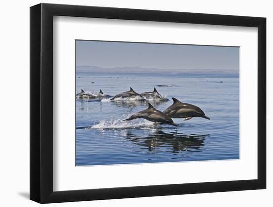 Long-Beaked Common Dolphins, Isla San Esteban, Gulf of California (Sea of Cortez), Mexico-Michael Nolan-Framed Photographic Print