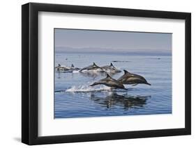 Long-Beaked Common Dolphins, Isla San Esteban, Gulf of California (Sea of Cortez), Mexico-Michael Nolan-Framed Photographic Print