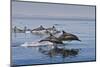 Long-Beaked Common Dolphins, Isla San Esteban, Gulf of California (Sea of Cortez), Mexico-Michael Nolan-Mounted Photographic Print