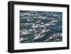 Long-beaked common dolphins, Sea of Cortez, Baja California, Mexico-Art Wolfe-Framed Photographic Print