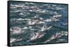 Long-beaked common dolphins, Sea of Cortez, Baja California, Mexico-Art Wolfe-Framed Stretched Canvas