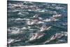 Long-beaked common dolphins, Sea of Cortez, Baja California, Mexico-Art Wolfe-Stretched Canvas