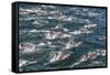 Long-beaked common dolphins, Sea of Cortez, Baja California, Mexico-Art Wolfe-Framed Stretched Canvas