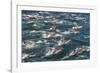 Long-beaked common dolphins, Sea of Cortez, Baja California, Mexico-Art Wolfe-Framed Photographic Print