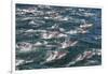 Long-beaked common dolphins, Sea of Cortez, Baja California, Mexico-Art Wolfe-Framed Photographic Print