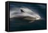 Long-Beaked Common Dolphins-null-Framed Stretched Canvas